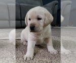 Small #80 Labrador Retriever