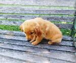 Small Photo #15 Golden Retriever Puppy For Sale in LEON, KS, USA