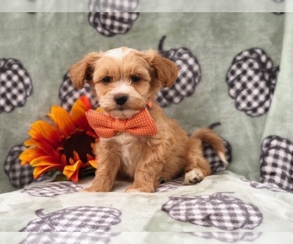 Medium Photo #4 Maltipoo Puppy For Sale in LAKELAND, FL, USA