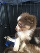Small Photo #9 Australian Shepherd Puppy For Sale in STRAFFORD, MO, USA