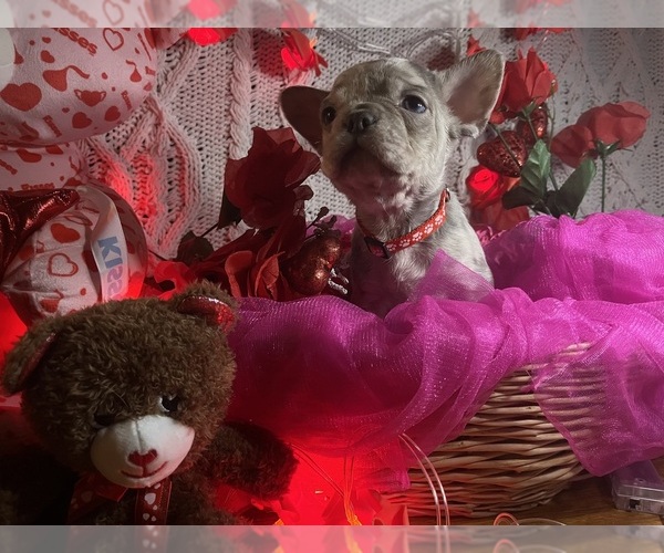Medium Photo #9 French Bulldog Puppy For Sale in NEW BEDFORD, MA, USA