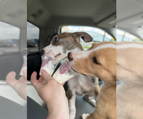 Medium Photo #4 Labrador Retriever-Unknown Mix Puppy For Sale in The Woodlands, TX, USA
