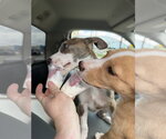 Small #3 Labrador Retriever Mix