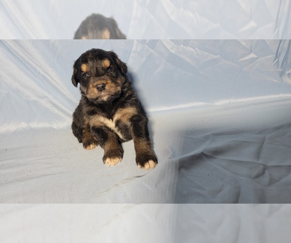 Medium Photo #6 Golden Mountain Dog Puppy For Sale in BLACK FOREST, CO, USA