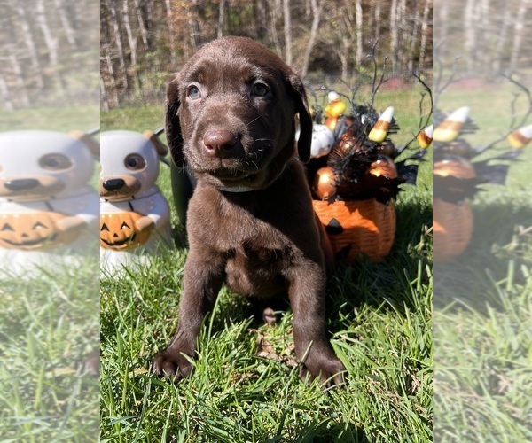 Medium Photo #2 Labrador Retriever Puppy For Sale in NEOLA, WV, USA