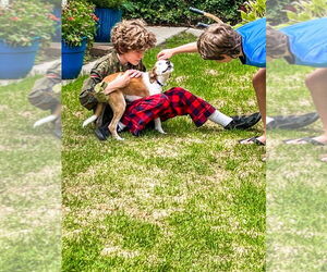 Nicky - Male Mutt Dog for Adoption - Photo #3