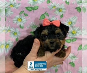 Yorkshire Terrier Puppy for sale in WINNSBORO, LA, USA
