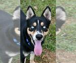 Small #1 Border Collie-Huskies  Mix