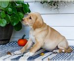 Small #6 Golden Retriever-Jack Russell Terrier Mix