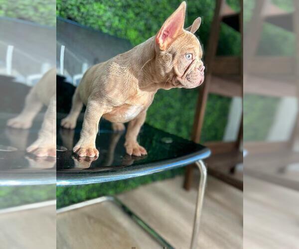 Medium Photo #15 French Bulldog Puppy For Sale in BELLAIRE, TX, USA