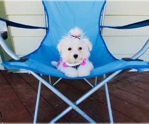 Maltese Puppy for sale in SANTA CLARITA, CA, USA