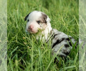 Miniature Australian Shepherd Puppy for sale in CAPE CORAL, FL, USA
