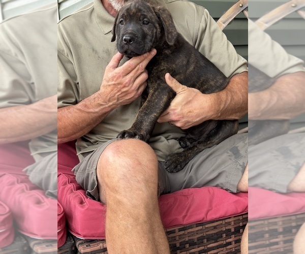 Medium Photo #3 Rotticorso Puppy For Sale in REEVESVILLE, SC, USA