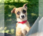 Small #2 Chihuahua Mix