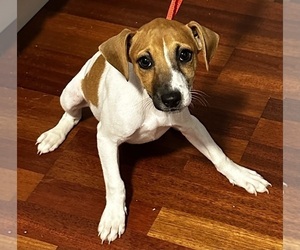 Jack Russell Terrier Puppy for sale in CROSS JUNCTION, VA, USA