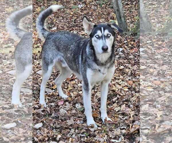 Medium Photo #7 Siberian Husky Puppy For Sale in Severn, MD, USA