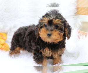 Poodle (Toy)-Yorkshire Terrier Mix Puppy for sale in SHILOH, OH, USA