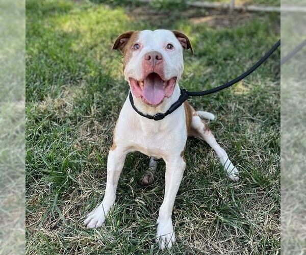 Medium Photo #2 American Pit Bull Terrier-Unknown Mix Puppy For Sale in Modesto, CA, USA