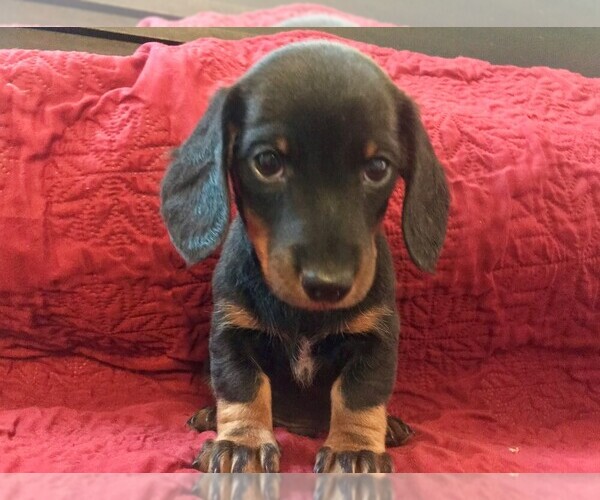 Medium Photo #2 Dachshund Puppy For Sale in GRANBY, CT, USA