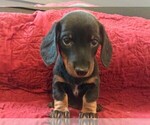 Small Photo #2 Dachshund Puppy For Sale in GRANBY, CT, USA