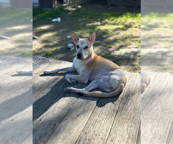 Medium Photo #2 Labrador Retriever-Shiba Inu Mix Puppy For Sale in Brewster, NY, USA