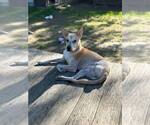 Small #1 Labrador Retriever-Shiba Inu Mix