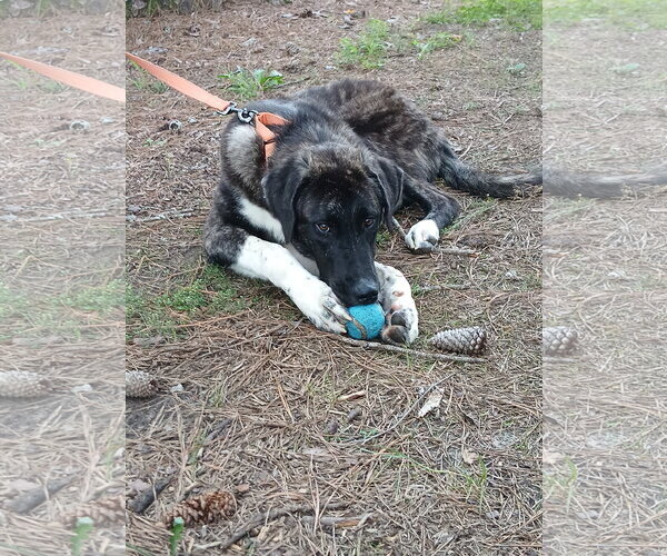 Medium Photo #7 Anatolian Shepherd Puppy For Sale in Murfreesboro, NC, USA