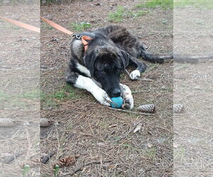 Sox - Male Anatolian Shepherd Dog for Adoption - Photo #7