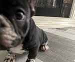 Small Photo #2 French Bulldog Puppy For Sale in ROCHESTER, NY, USA