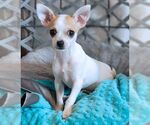 Small #1 Chihuahua Mix