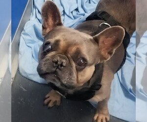 French Bulldog Dogs for adoption in Oakland Park, FL, USA