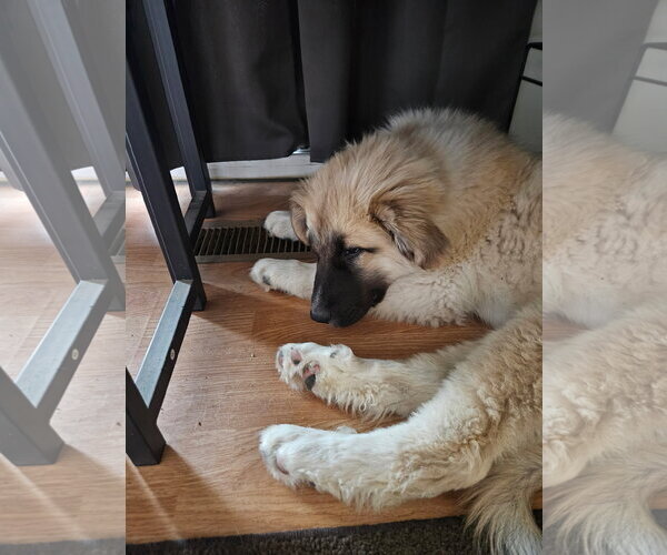 Medium Photo #2 Anatolian Shepherd-Unknown Mix Puppy For Sale in Bountiful, UT, USA