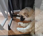 Small #1 Anatolian Shepherd Mix