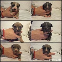American Pit Bull Terrier Puppy for sale in NAPA, CA, USA