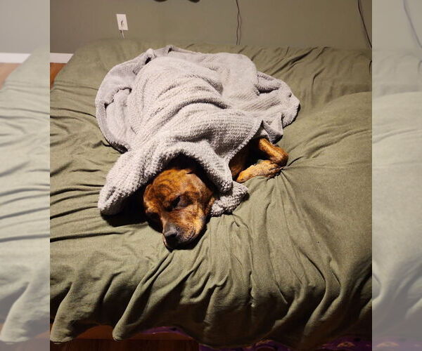 Medium Photo #18 American Staffordshire Terrier-Boxer Mix Puppy For Sale in Brewster, NY, USA