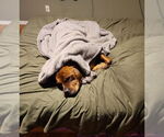 Small #17 American Staffordshire Terrier-Boxer Mix