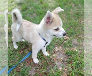 Pomsky Puppy for sale in ORANGE PARK, FL, USA