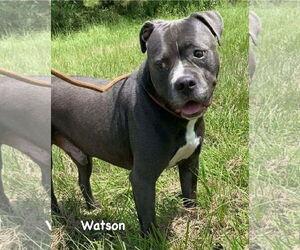 Watson - Male Mutt Dog for Adoption - Photo #2