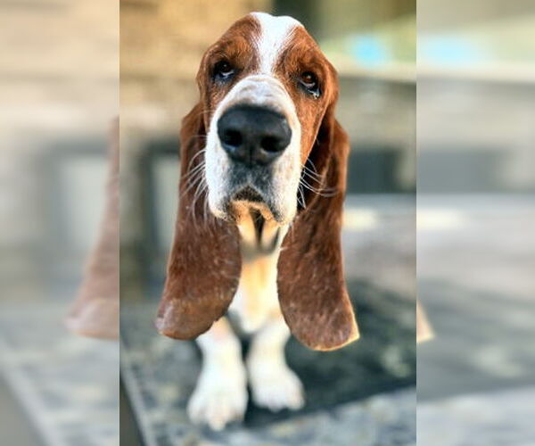 Medium Photo #1 Basset Hound Puppy For Sale in Deepwater, NJ, USA