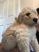 Small Photo #2 Labradoodle Puppy For Sale in KATY, TX, USA