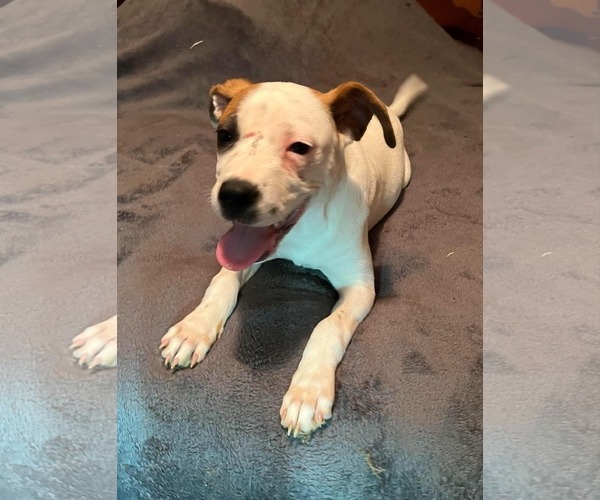 Medium Photo #7 Boxer Puppy For Sale in Burnsville, MN, USA