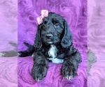 Small Photo #7 Labradoodle Puppy For Sale in KINZERS, PA, USA
