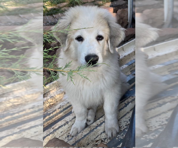 Medium Photo #2 Great Pyrenees Puppy For Sale in MONTROSE, CO, USA