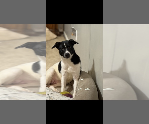 Medium Photo #3 Border Collie-Unknown Mix Puppy For Sale in Boston, MA, USA