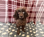 Sasha Jul 26 - Female Poodle (Miniature)-Unknown Mix Dog for Adoption - Small photo