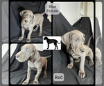 Small Photo #5 Great Dane Puppy For Sale in LAWRENCEBURG, KY, USA