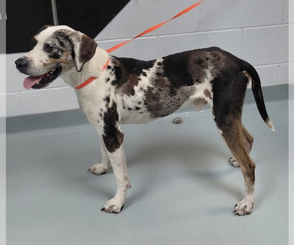 Medium Photo #1 Mutt Puppy For Sale in St. Cloud, FL, USA