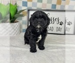 Small #1 Cavapoo (Miniature)