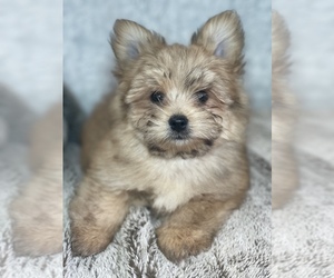 Yoranian Puppy for sale in ELKTON, KY, USA