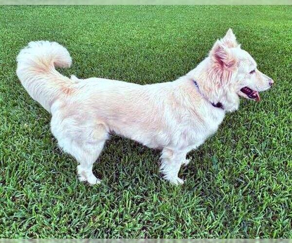 Medium Photo #3 - Mix Puppy For Sale in Hoffman Estates, IL, USA